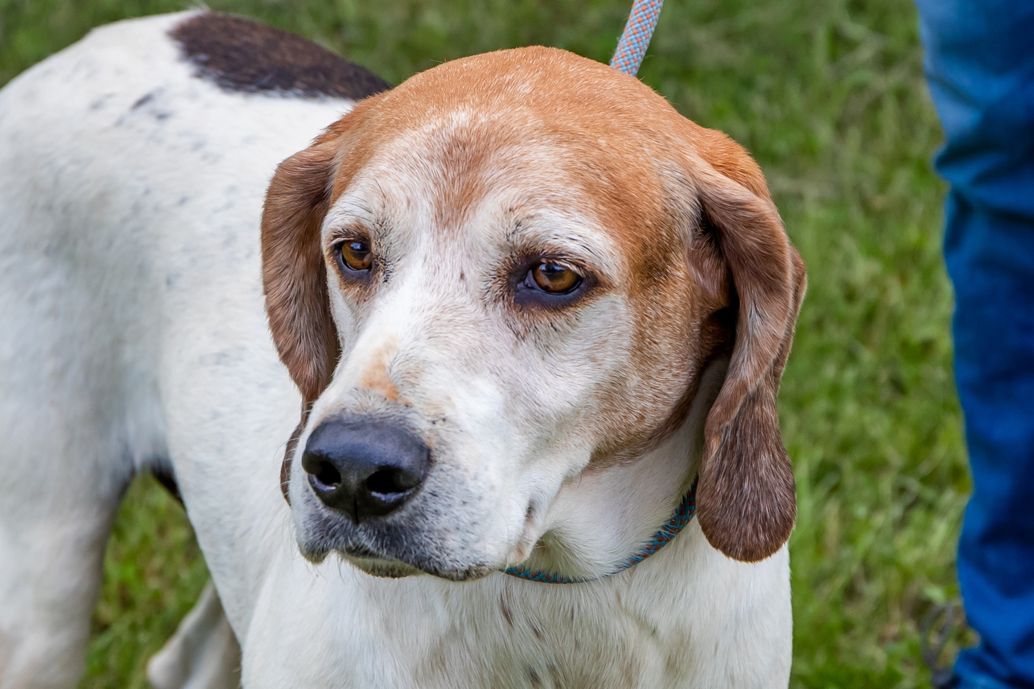 Oscar – Homeward Hounds